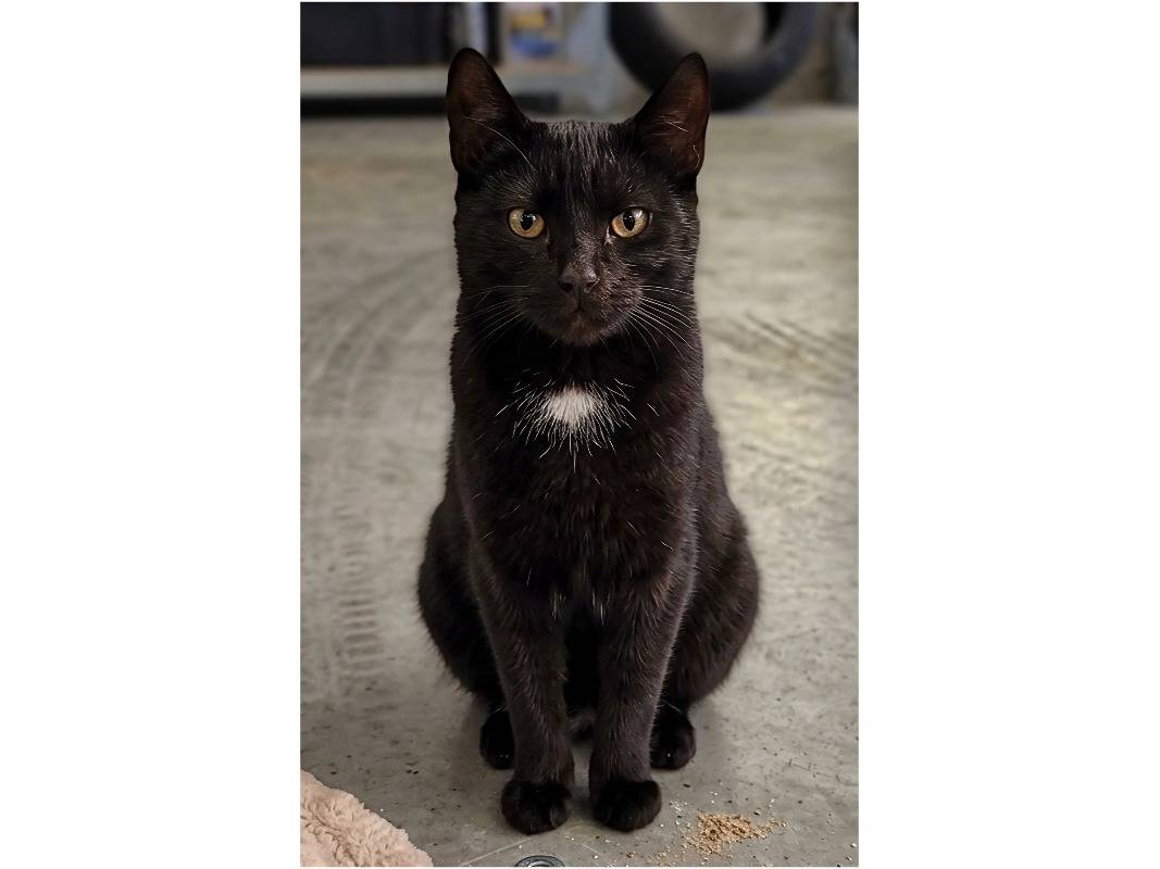 Adotta un gatto, taglia non valida, maschio, Potenza