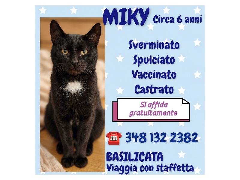 Vuoi adottare un gatto a Potenza?