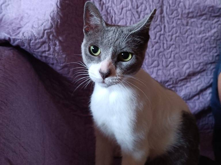 Adotta il gatto YOLE a Milano