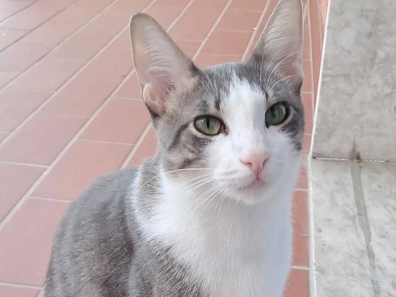 Adozione gatto, maschio, Razza sconosciuta Razza sconosciuta, 1 anno e 4 mesi, taglia non valida, Novara