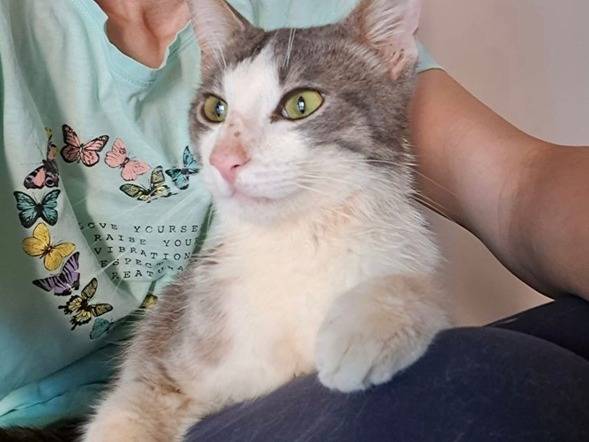 Adotta un gatto, maschio, 1 anno e 4 mesi, Novara