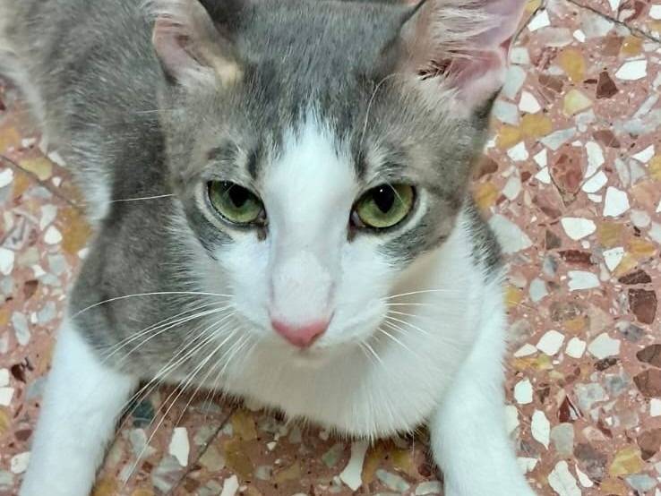 Adotta un gatto, taglia non valida, maschio, Novara