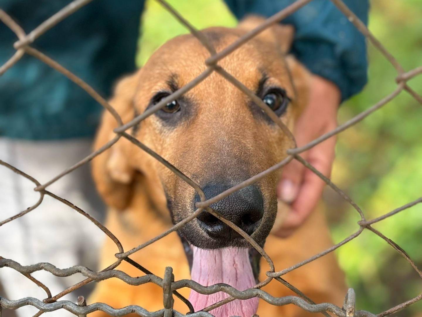 Adozione cane, maschio, Segugio Razza sconosciuta, 1 anno e 2 mesi, taglia media, Latina