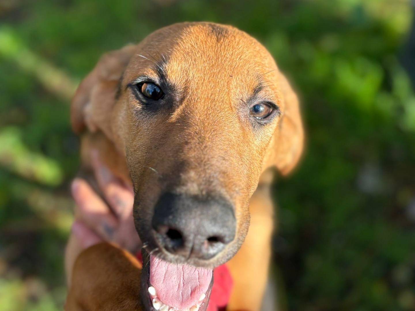 Adotta un cane, maschio, 1 anno e 2 mesi, Latina