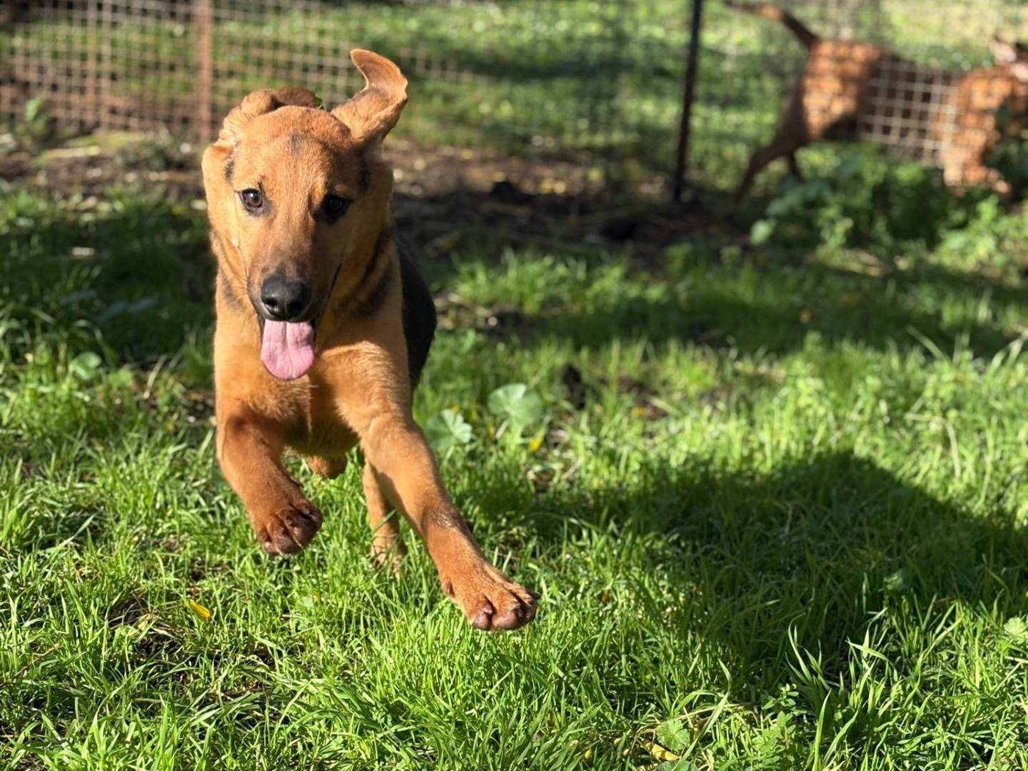 Adotta un cane, taglia media, maschio, Latina
