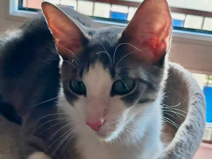 Adotta il gatto Jack a Novara