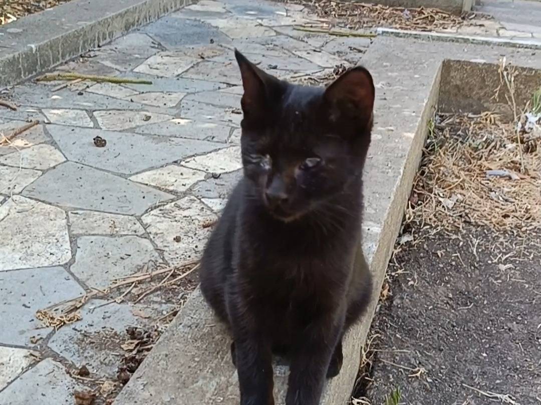 Adotta un gatto, maschio, 4 mesi, Siracusa
