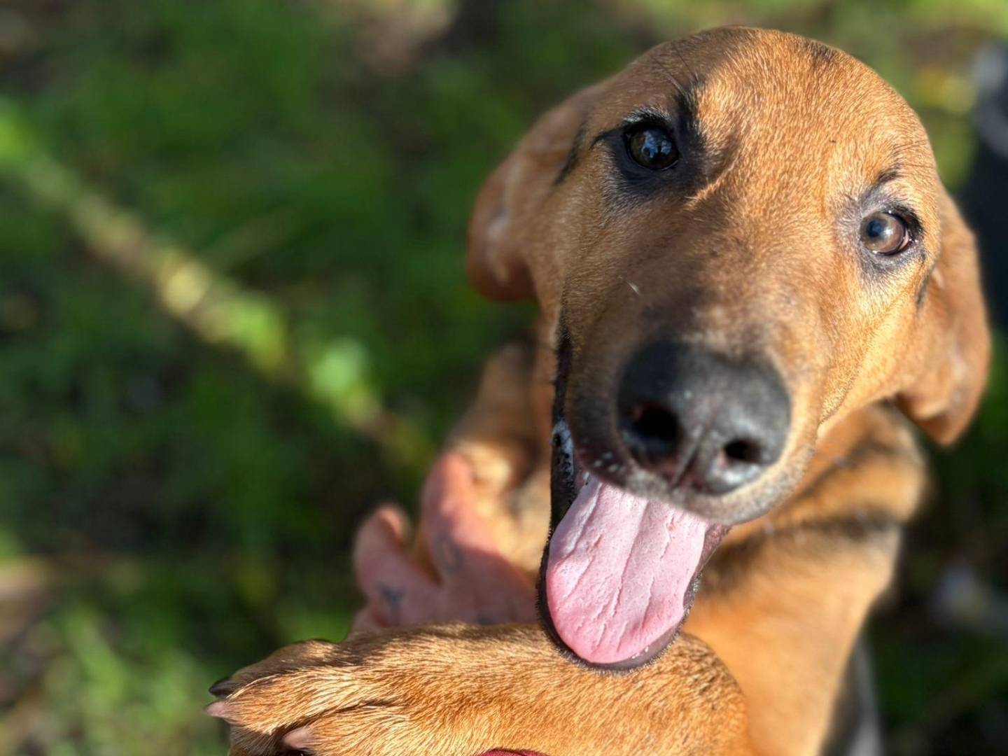 Adozione cane, maschio, Segugio Razza sconosciuta, 1 anno e 2 mesi, taglia media, Latina