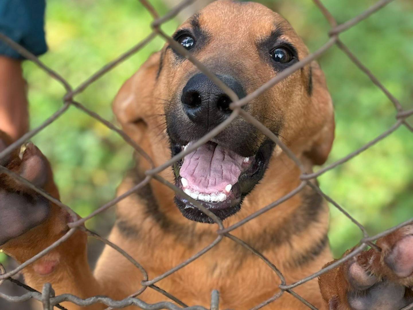 Adotta un cane, maschio, 1 anno e 2 mesi, Latina