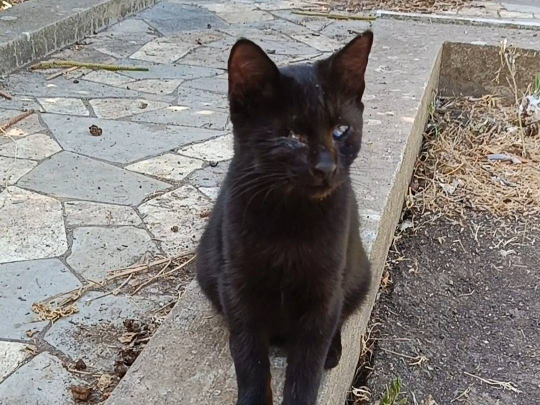 Adotta un gatto, taglia non valida, maschio, Siracusa