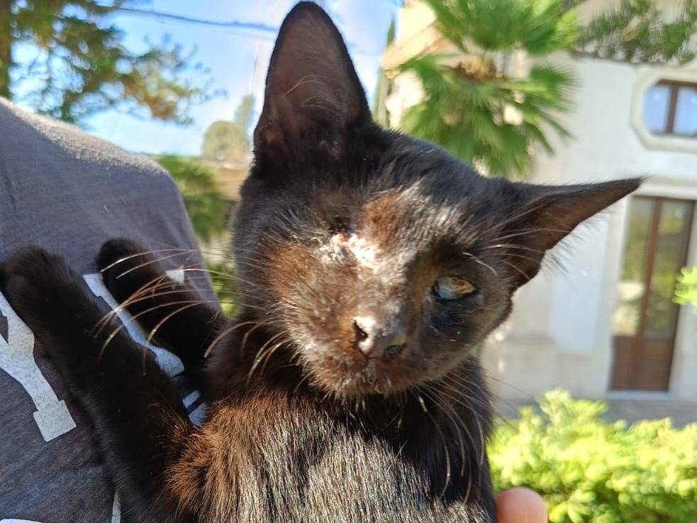 Vuoi adottare un gatto a Siracusa?