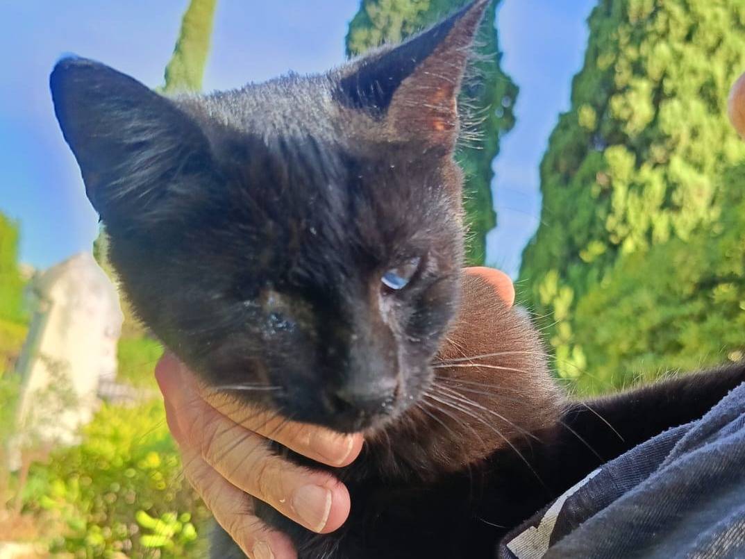 Adotta il gatto OMBRA a Siracusa