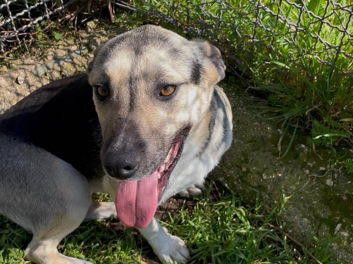 Adozione cane, femmina, Razza sconosciuta Razza sconosciuta, 2 anni e 1 mese, taglia media, Latina