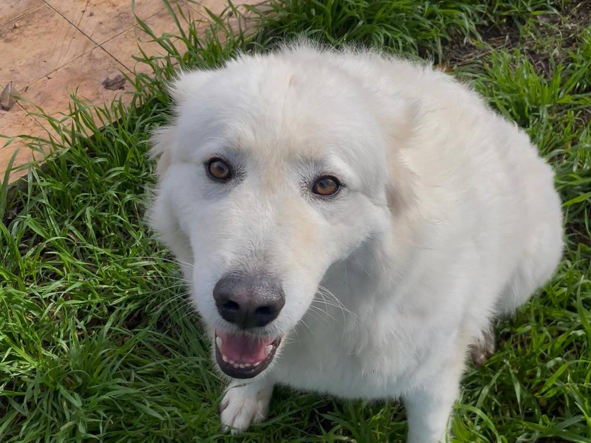 Adozione cane, femmina, Pastore maremmano Razza sconosciuta, 4 anni e 7 mesi, taglia grande, Latina