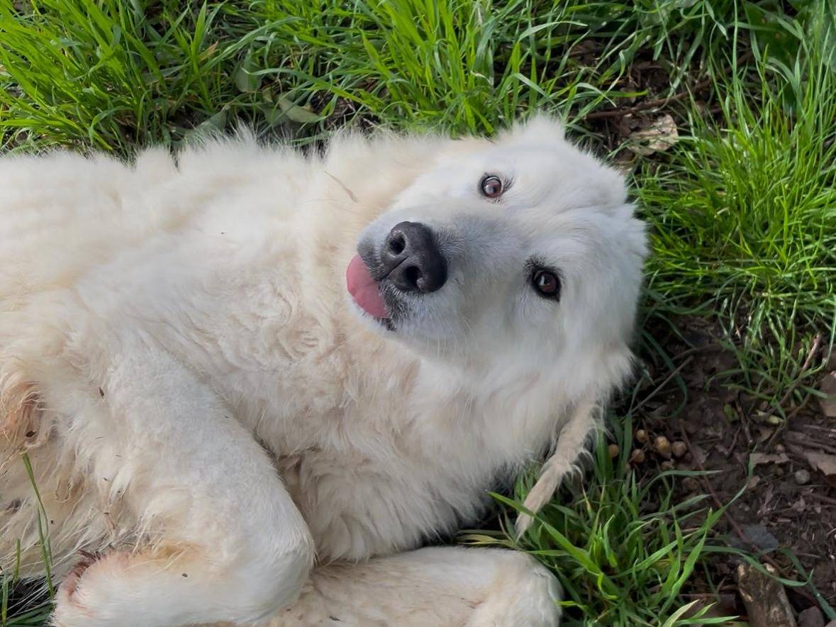 Adozione cane, maschio, Pastore maremmano Razza sconosciuta, 4 anni e 7 mesi, taglia grande, Latina
