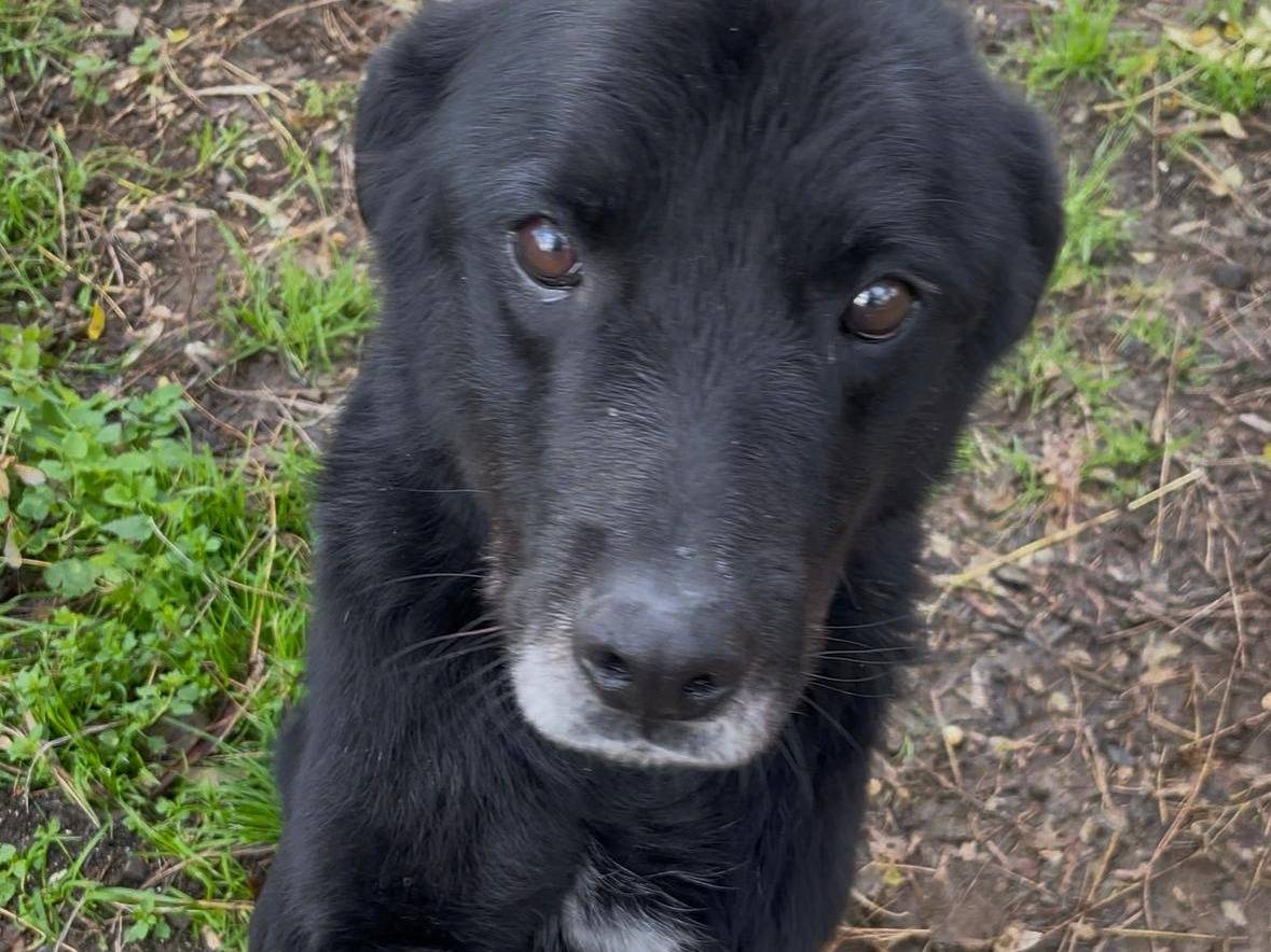 Adozione cane, maschio, Razza sconosciuta Razza sconosciuta, 7 anni e 3 mesi, taglia grande, Latina