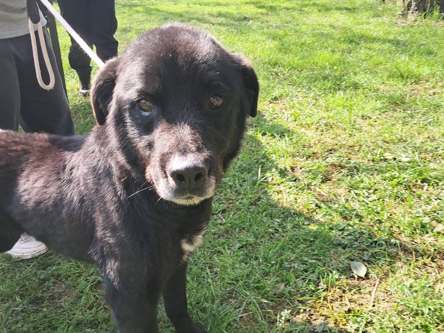 Adotta un cane, maschio, 7 anni e 3 mesi, Latina