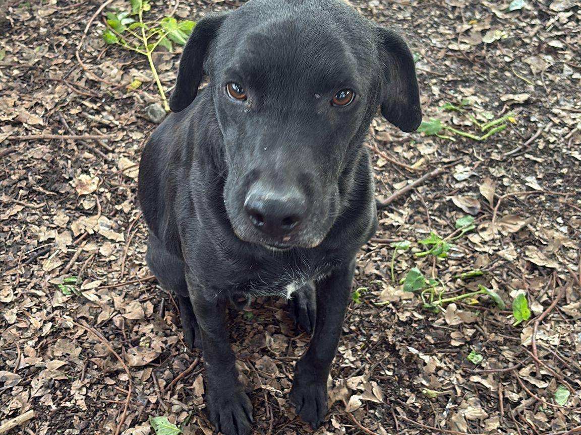 Adozione cane, maschio, Razza sconosciuta Razza sconosciuta, 7 anni e 5 mesi, taglia media, Latina