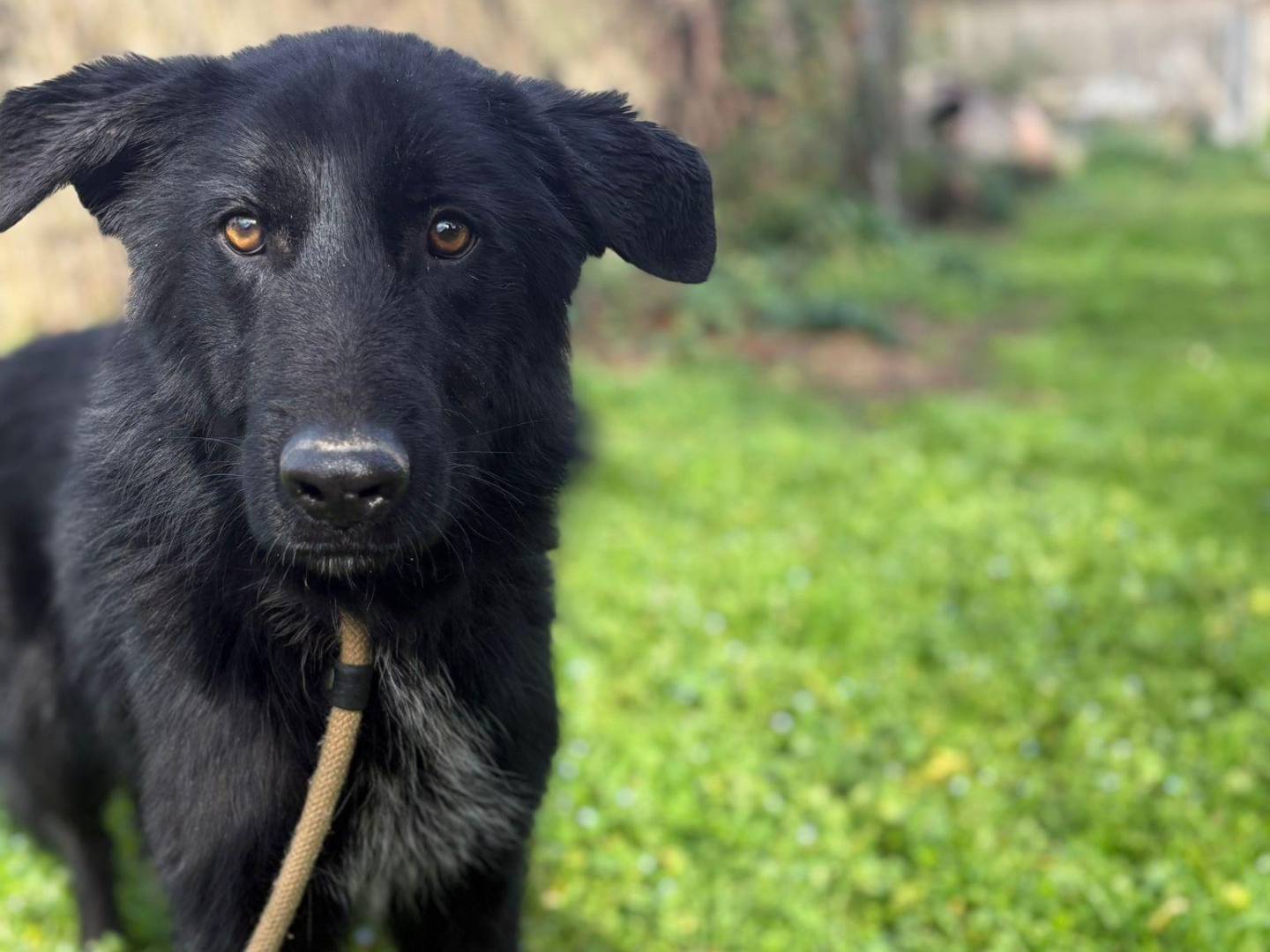 Adozione cane, maschio, Razza sconosciuta Razza sconosciuta, 2 anni e 2 mesi, taglia media, Latina