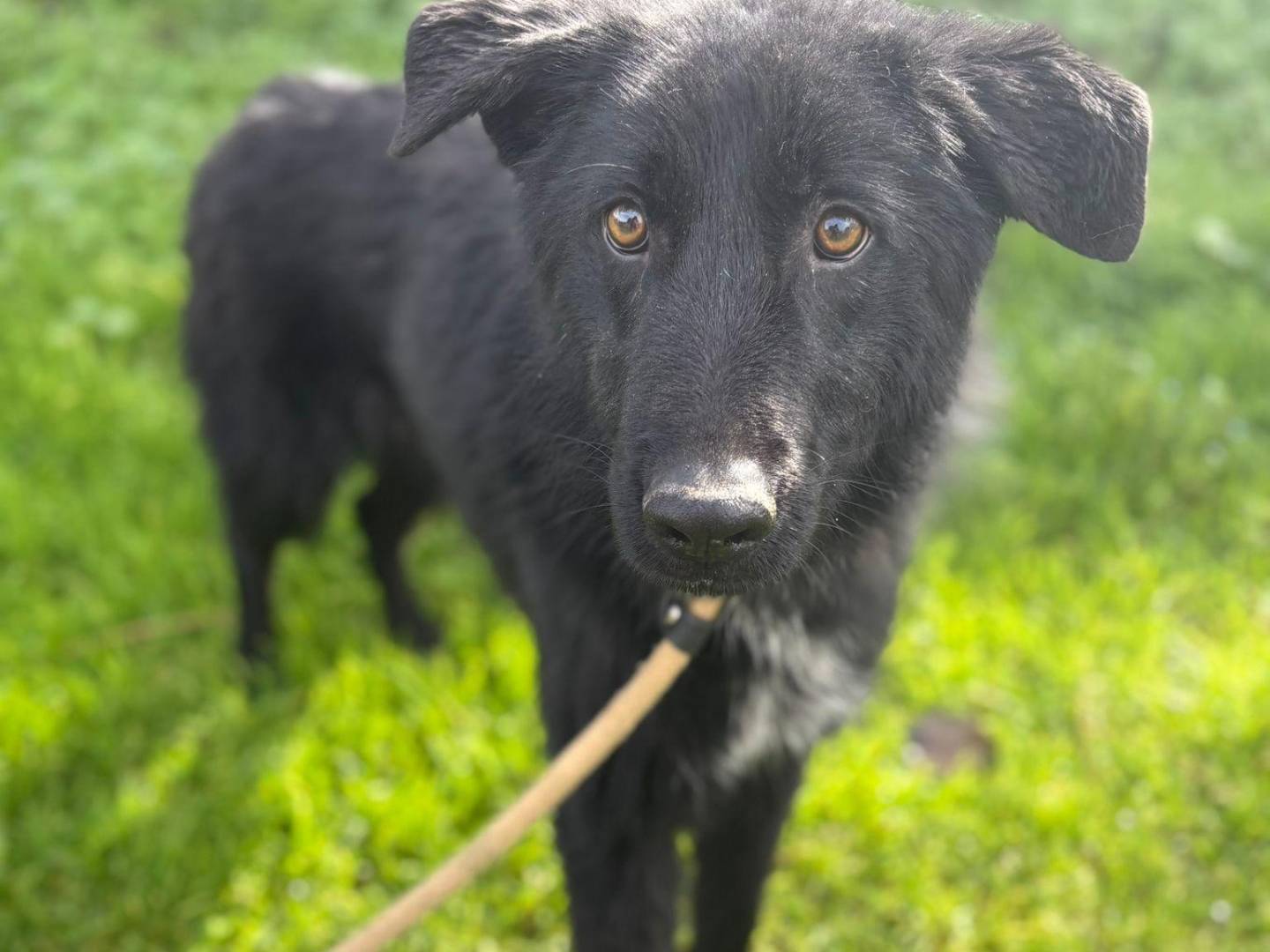 Adotta un cane, maschio, 2 anni e 2 mesi, Latina