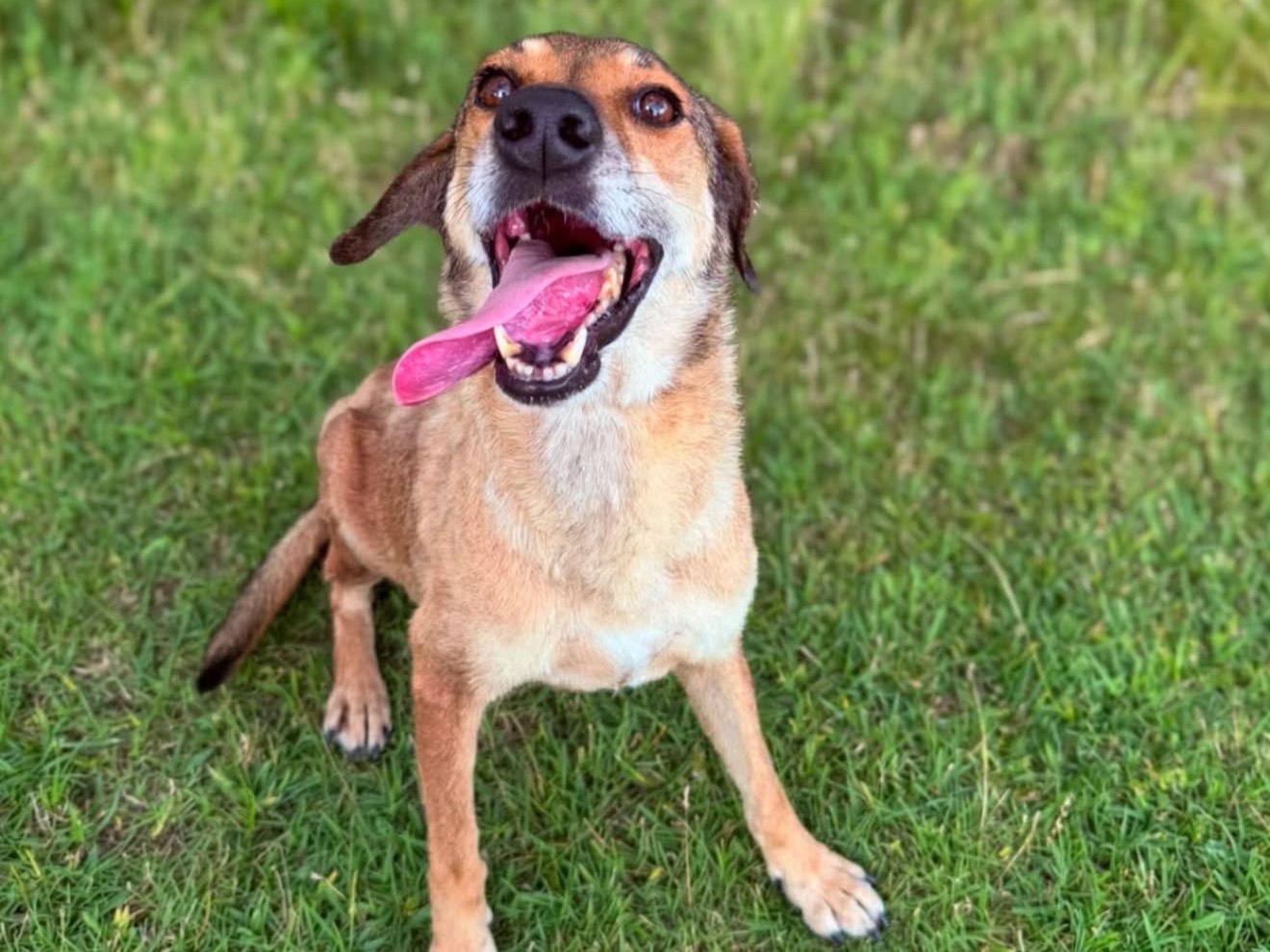 Adotta un cane, femmina, 9 anni e 3 mesi, Lecco