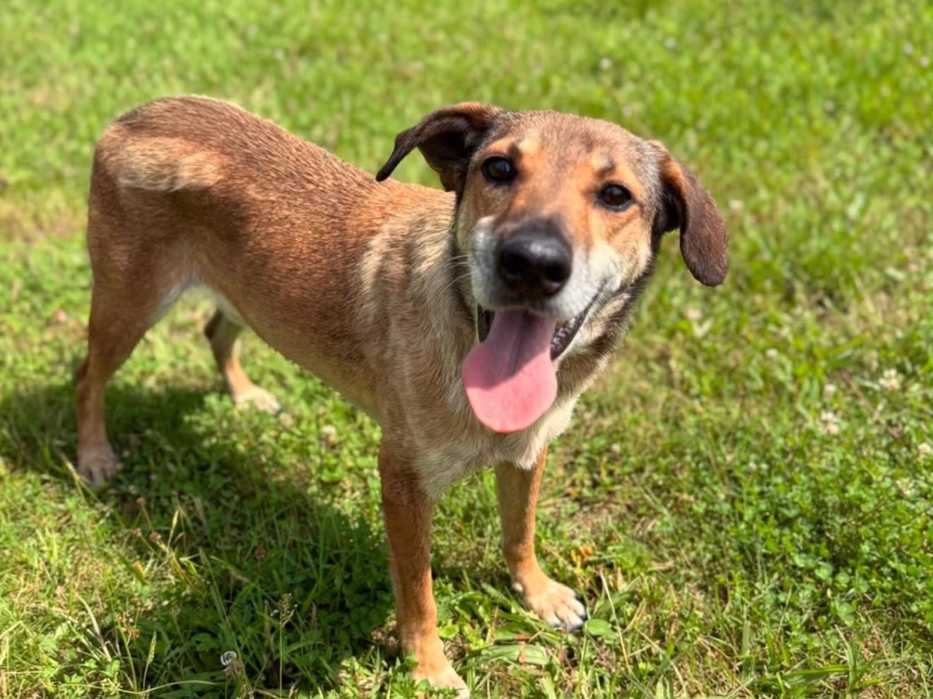 Adotta un cane, taglia media, femmina, Lecco