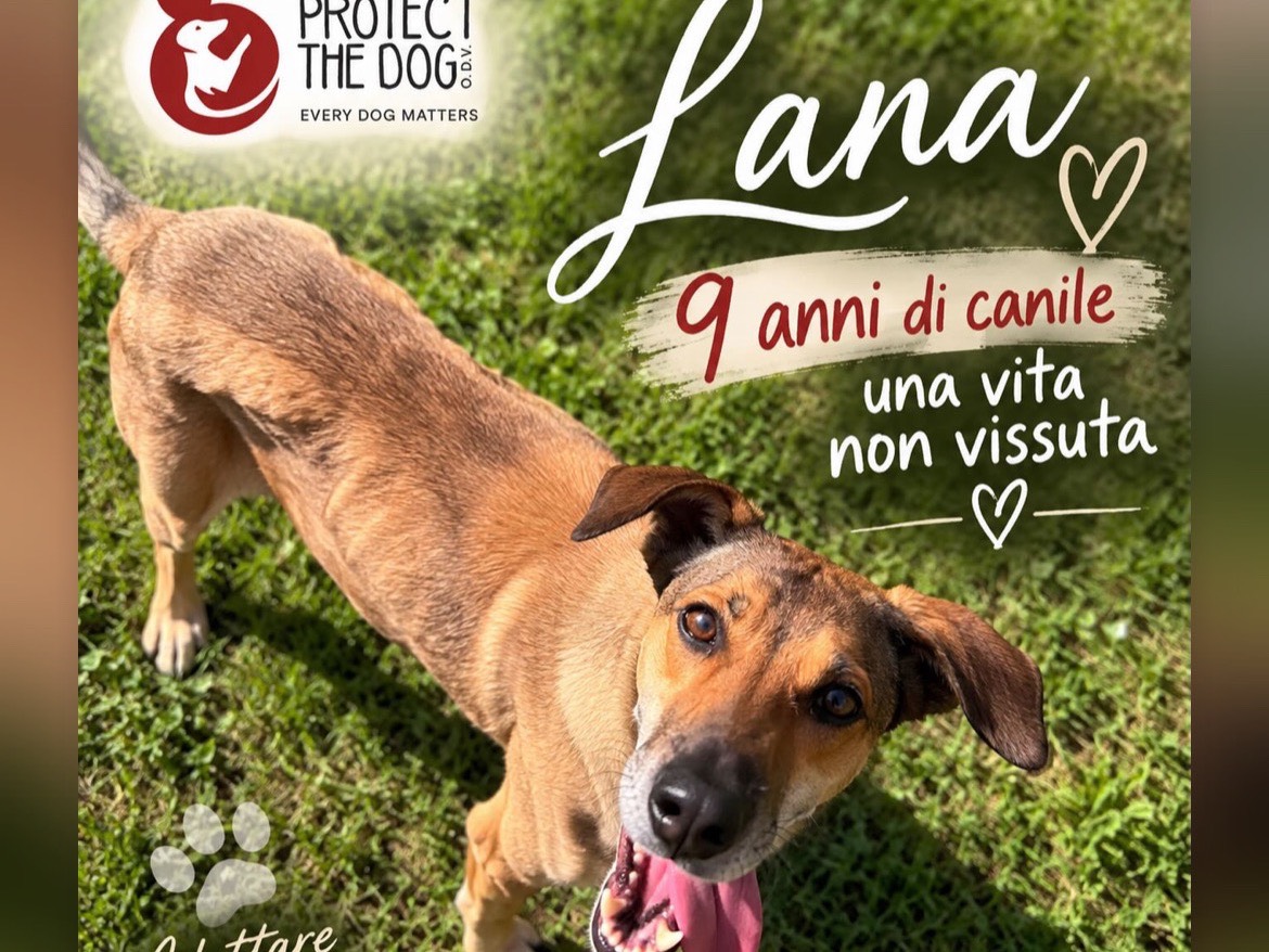 Vuoi adottare un cane a Lecco?