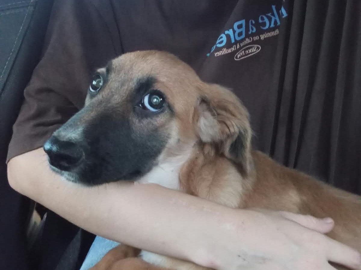 Adozione cane, maschio, Razza sconosciuta Razza sconosciuta, 4 mesi, taglia media, Cosenza