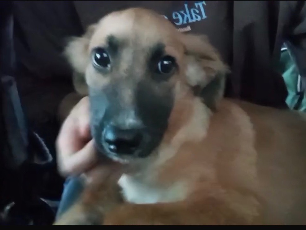 Adotta un cane, maschio, 4 mesi, Cosenza
