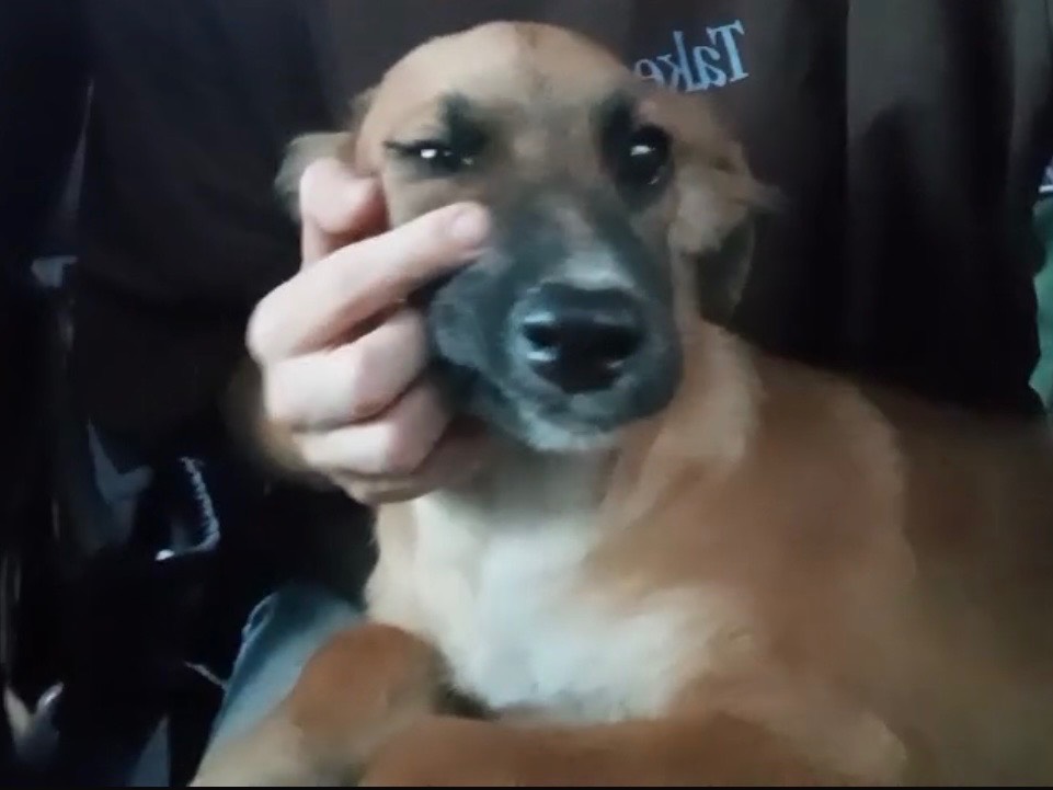 Adotta un cane, taglia media, maschio, Cosenza