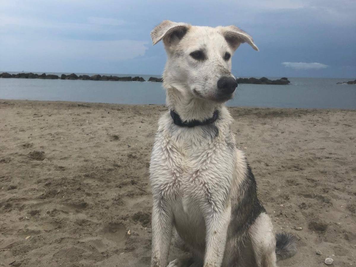 Adozione cane, femmina, Razza sconosciuta Razza sconosciuta, 3 anni e 3 mesi, taglia grande, Bologna