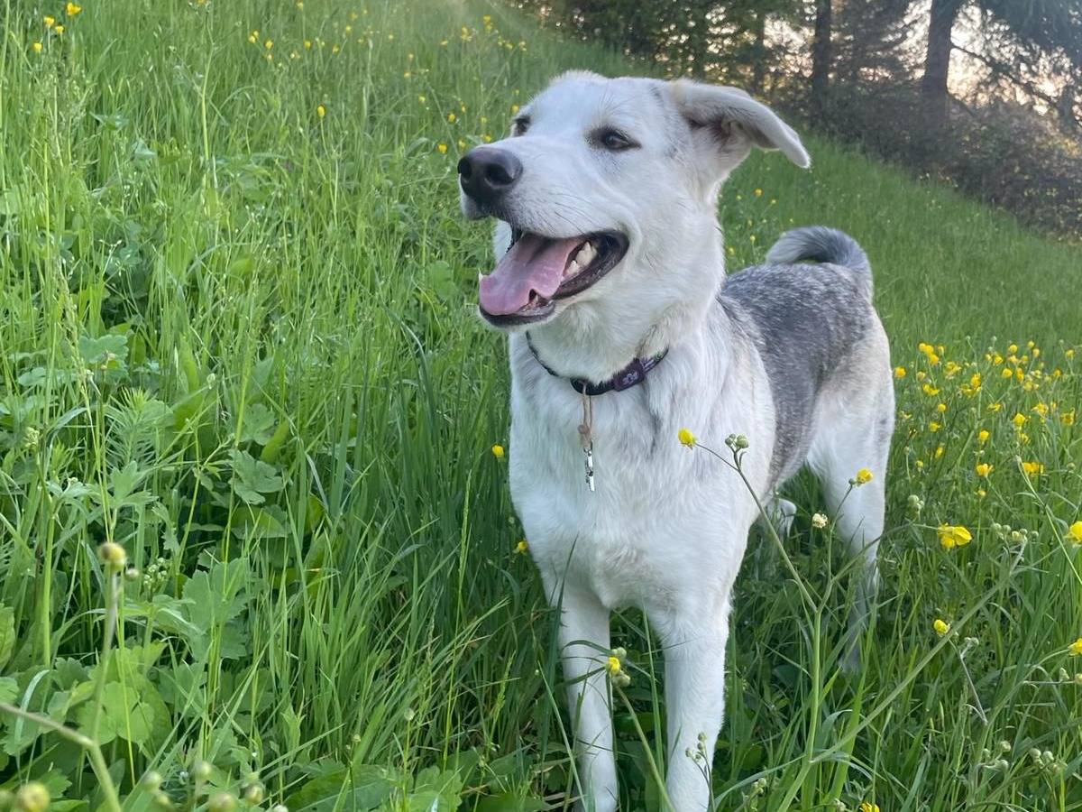 Adotta un cane, femmina, 3 anni e 3 mesi, Bologna