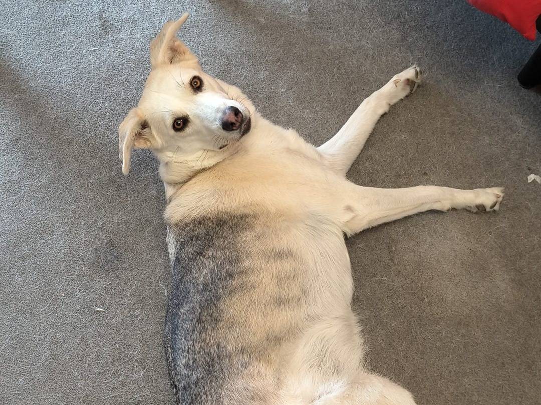 Adotta un cane, taglia grande, femmina, Bologna
