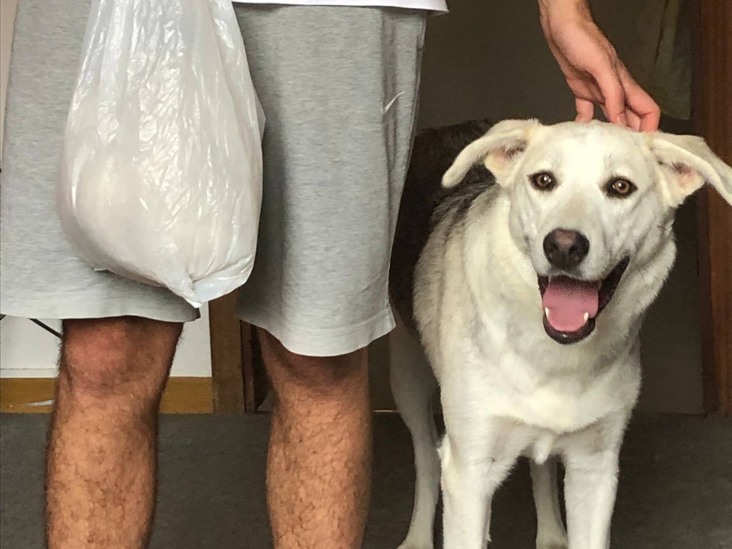 Vuoi adottare un cane a Bologna?