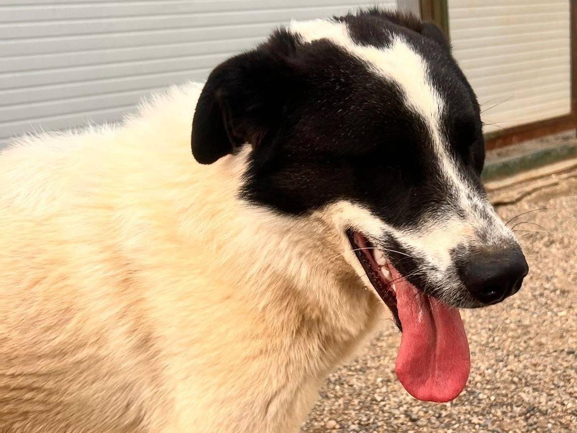 Adotta un cane, taglia grande, maschio, Como