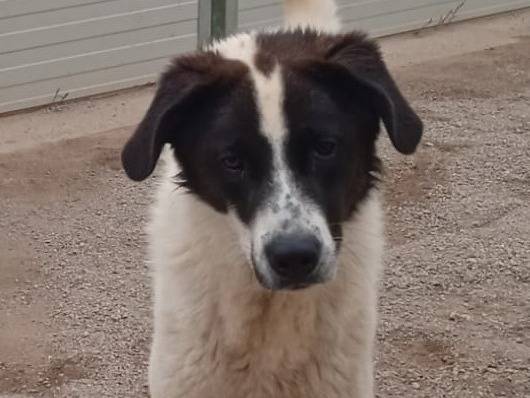 Vuoi adottare un cane a Como?