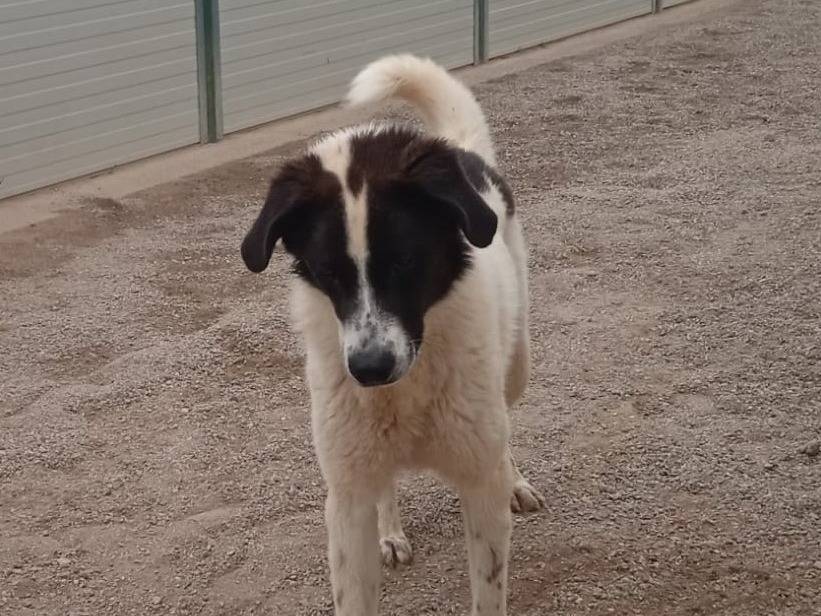 Adotta il cane Garofano a Como