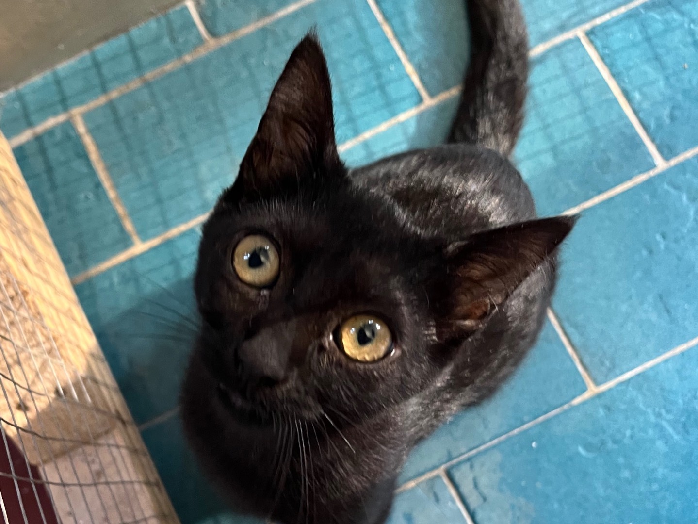 Adozione gatto, maschio, Razza sconosciuta Razza sconosciuta, 3 mesi, taglia non valida, Padova