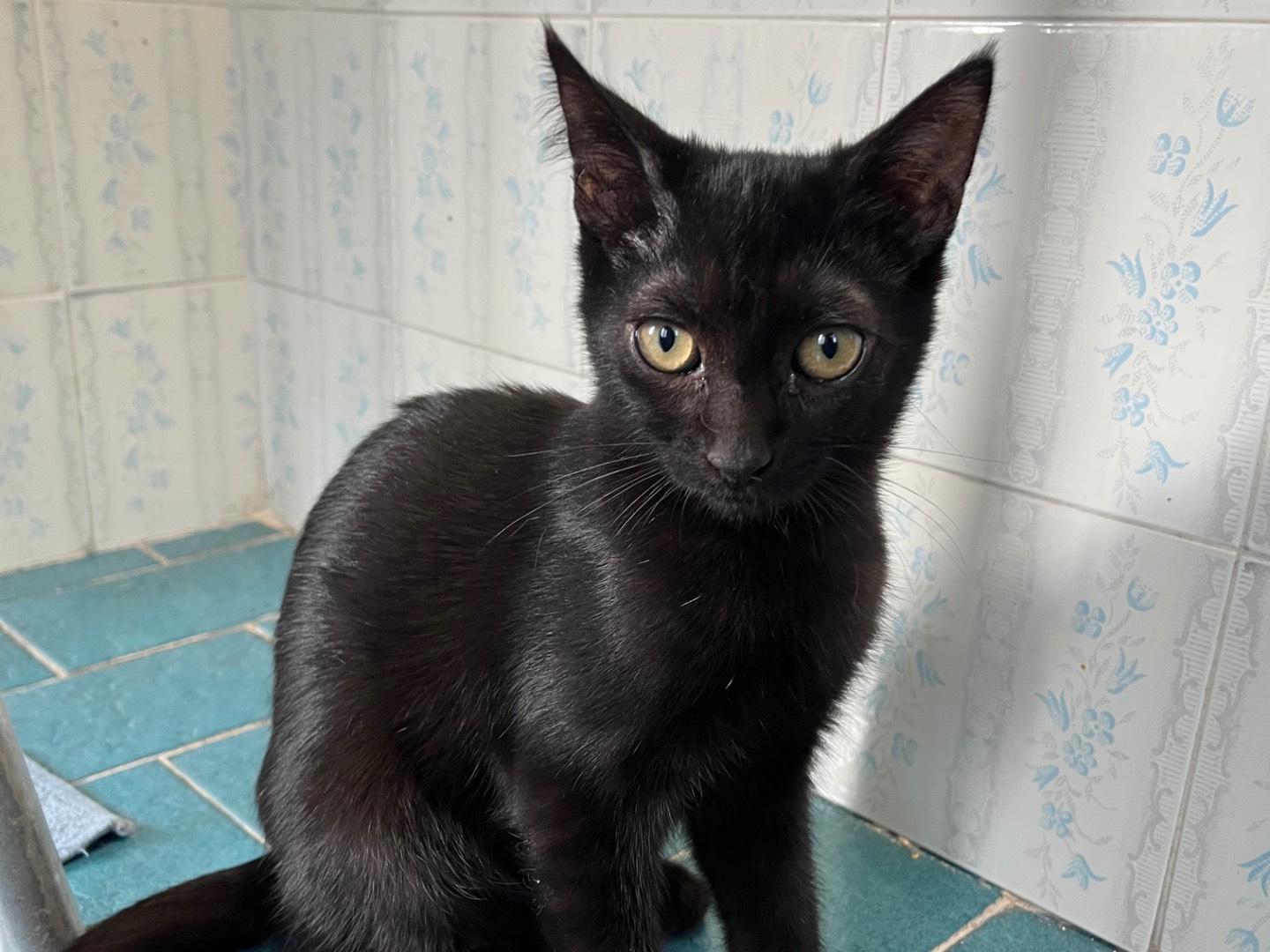 Adotta un gatto, maschio, 3 mesi, Padova