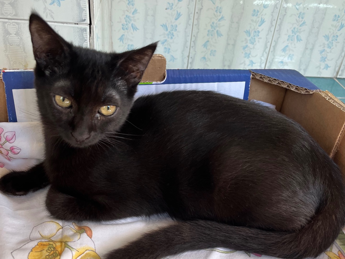 Adotta un gatto, taglia non valida, maschio, Padova