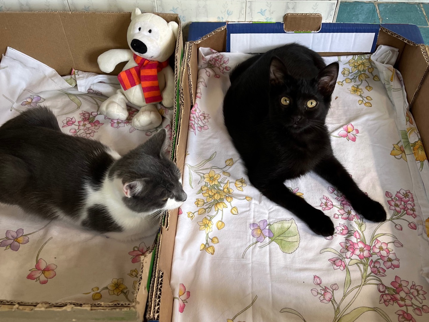 Vuoi adottare un gatto a Padova?