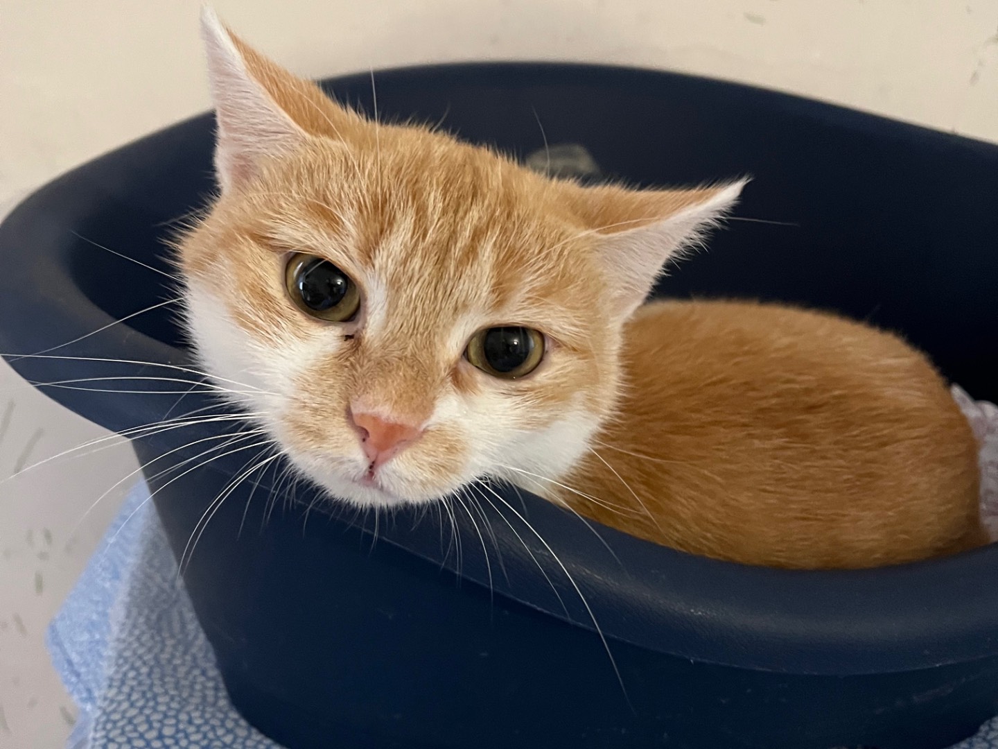 Adozione gatto, femmina, Razza sconosciuta Razza sconosciuta, 1 anno, taglia non valida, Padova