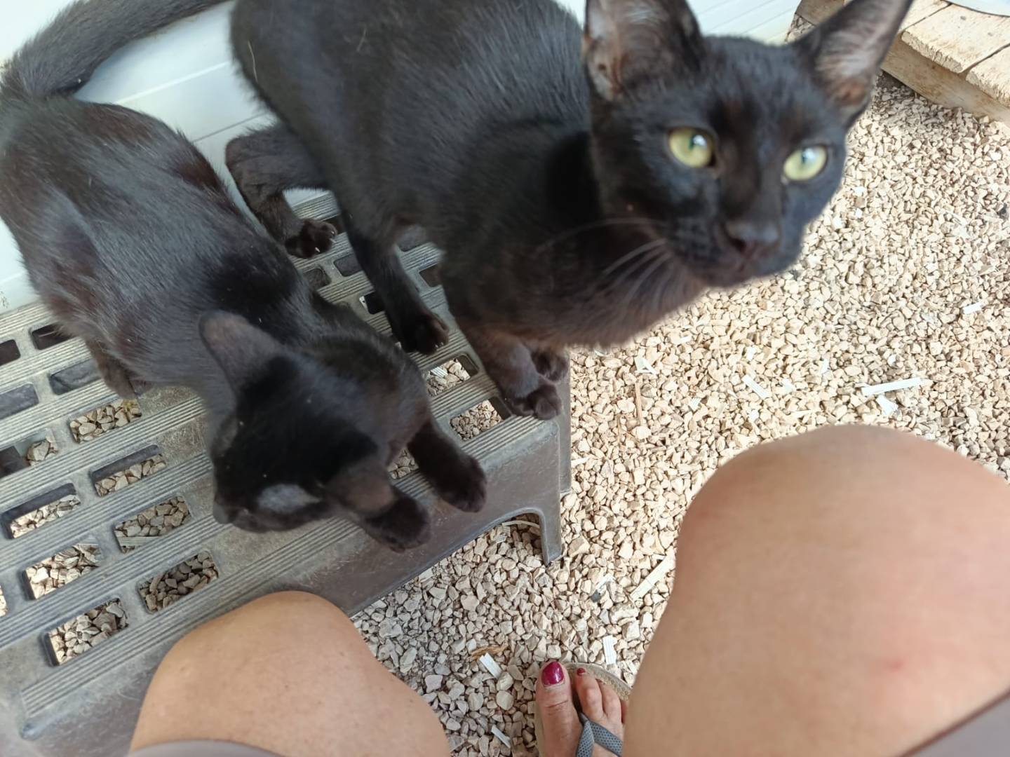 Adozione gatto, maschio, Razza sconosciuta Razza sconosciuta, 4 mesi, taglia non valida, Napoli