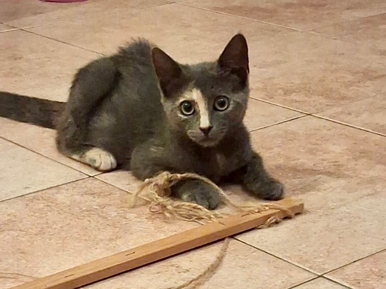 Adozione gatto, femmina, Razza sconosciuta Razza sconosciuta, 3 mesi, taglia non valida, Latina
