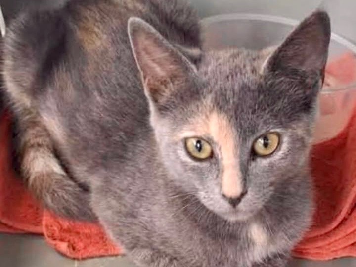 Adotta un gatto, taglia non valida, femmina, Latina