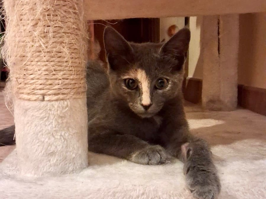 Vuoi adottare un gatto a Latina?