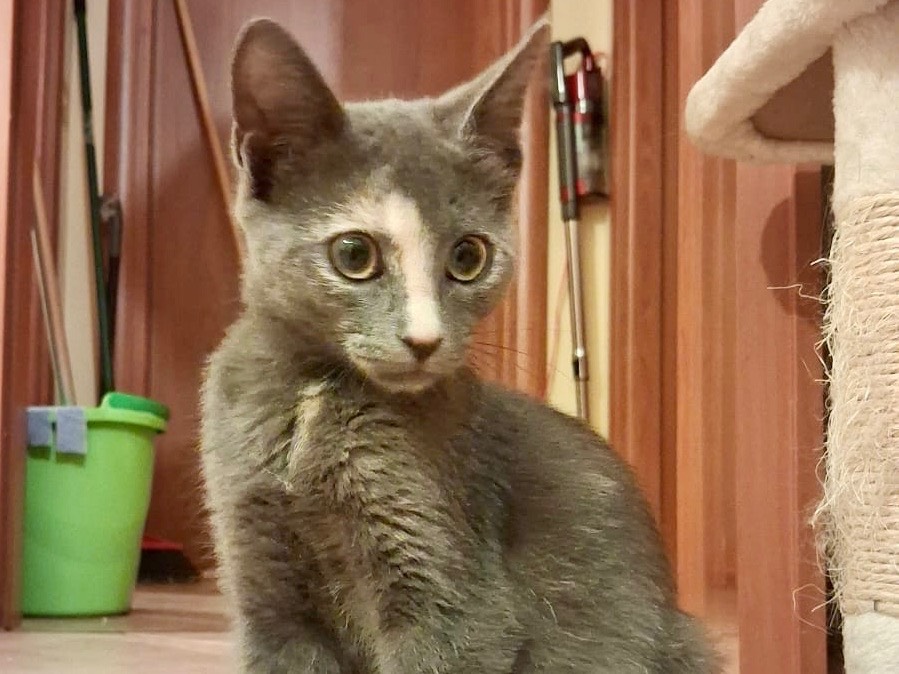 Adotta un gatto, femmina, 3 mesi, Latina
