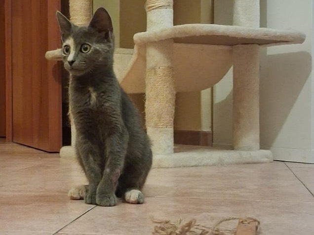 Adotta il gatto Filly a Latina