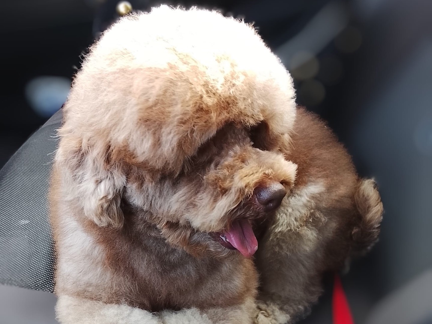 Adozione cane, maschio, Barbone Razza sconosciuta, 3 anni, taglia piccola, Taranto