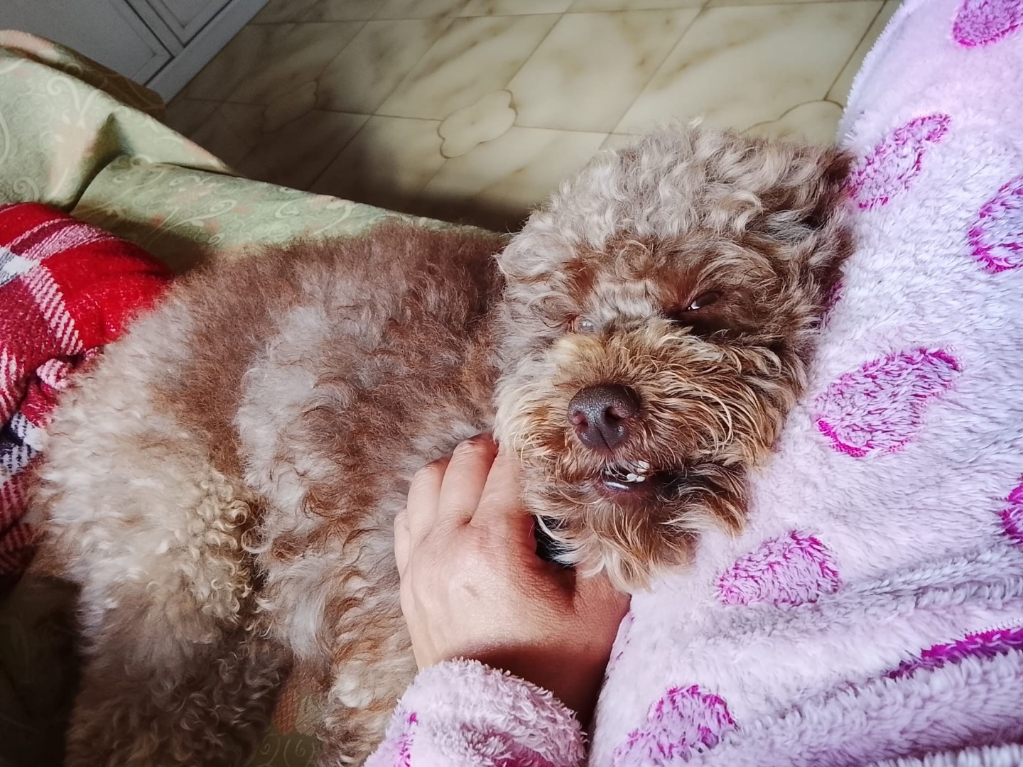Adotta un cane, maschio, 3 anni, Taranto